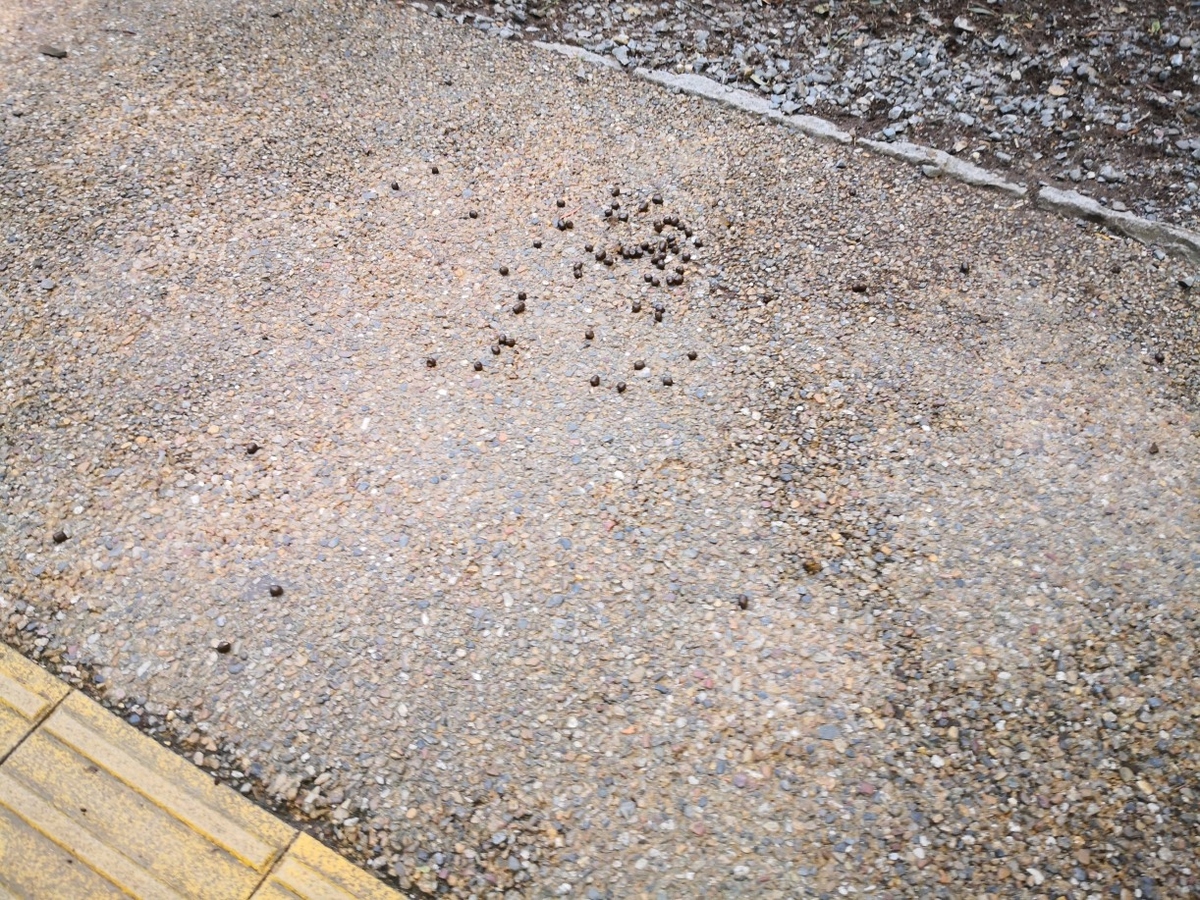 f:id:corocoma:20201012154838j:plain