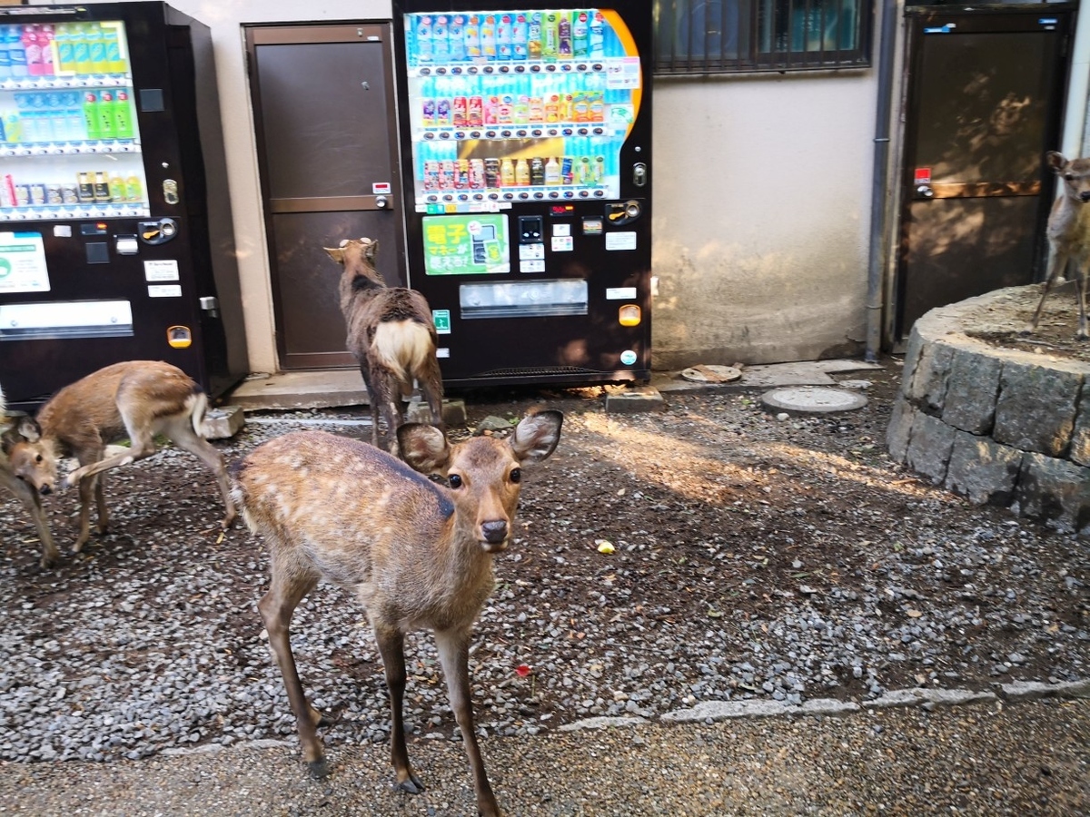 f:id:corocoma:20201012154841j:plain