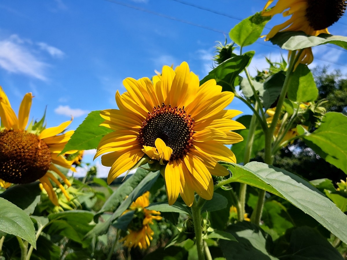 f:id:corocoma:20210820111449j:plain