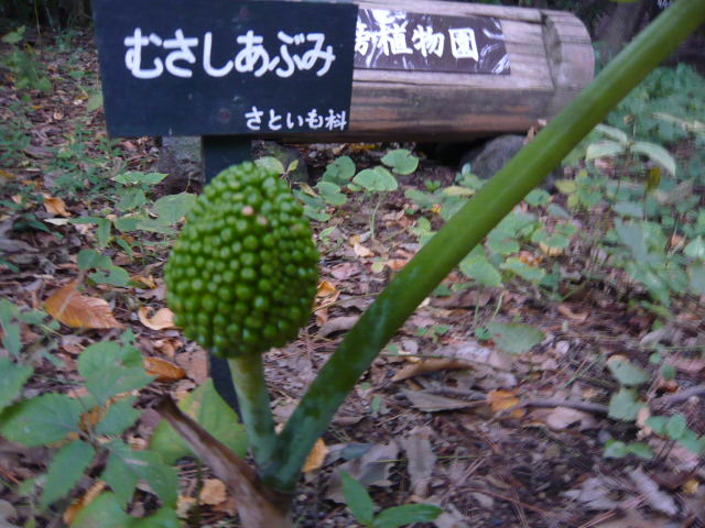 f:id:coroe:20131102120949j:image