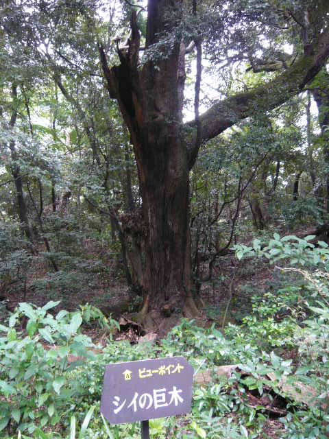 f:id:coroe:20131102121417j:image