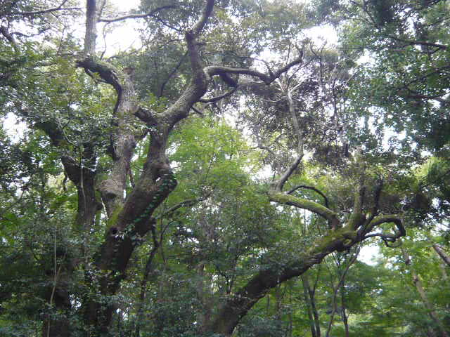 f:id:coroe:20131102121734j:image