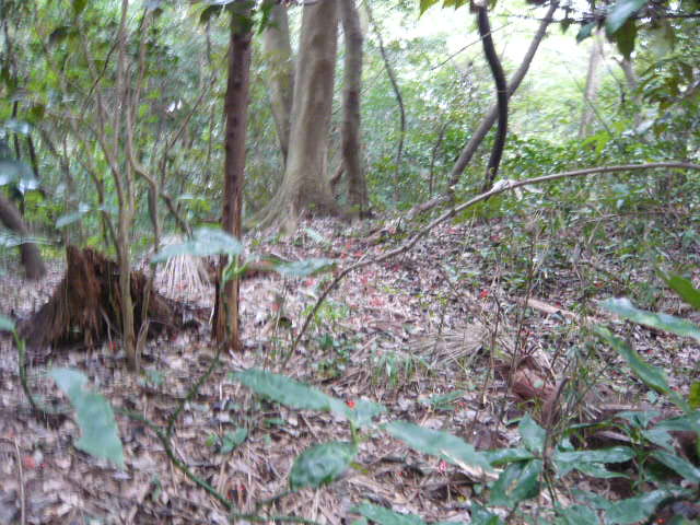 f:id:coroe:20131102121850j:image