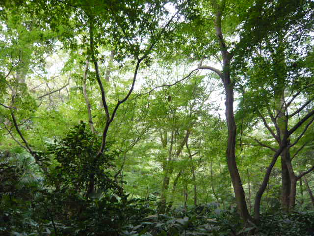 f:id:coroe:20131102121954j:image