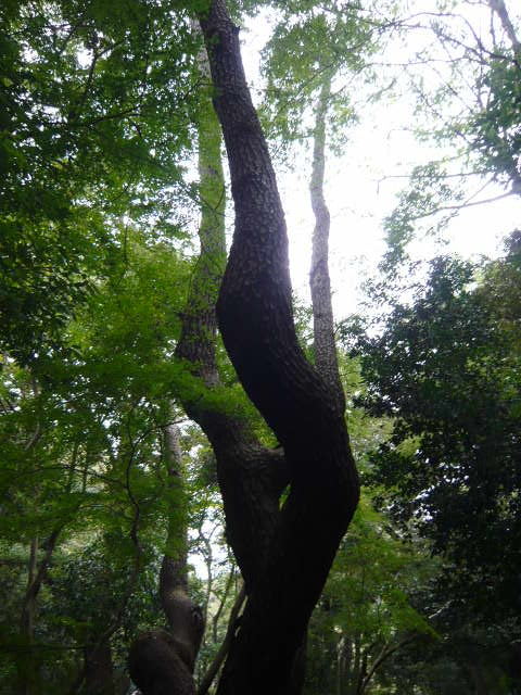 f:id:coroe:20131102122128j:image