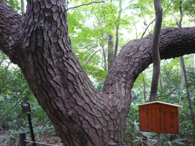 f:id:coroe:20131102122209j:image