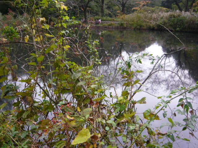 f:id:coroe:20131102122622j:image