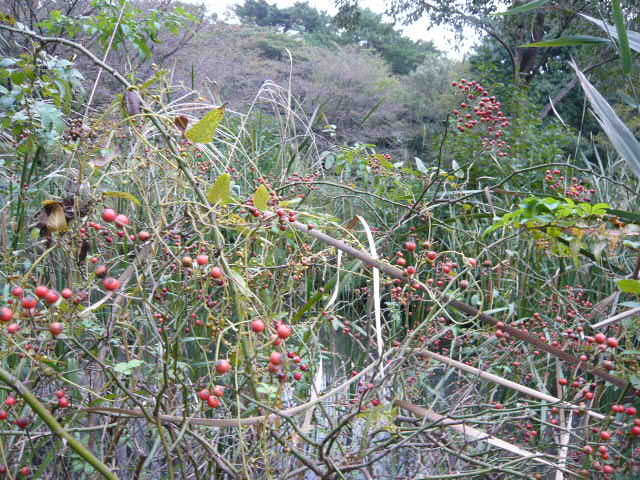 f:id:coroe:20131102123010j:image