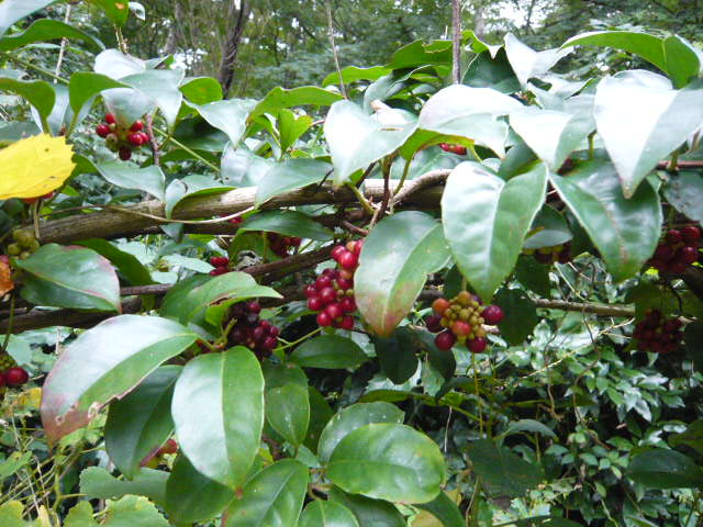 f:id:coroe:20131102123107j:image