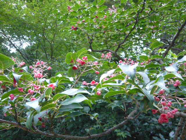 f:id:coroe:20131102123152j:image