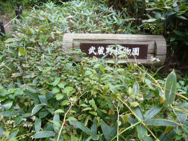 f:id:coroe:20131102123417j:image