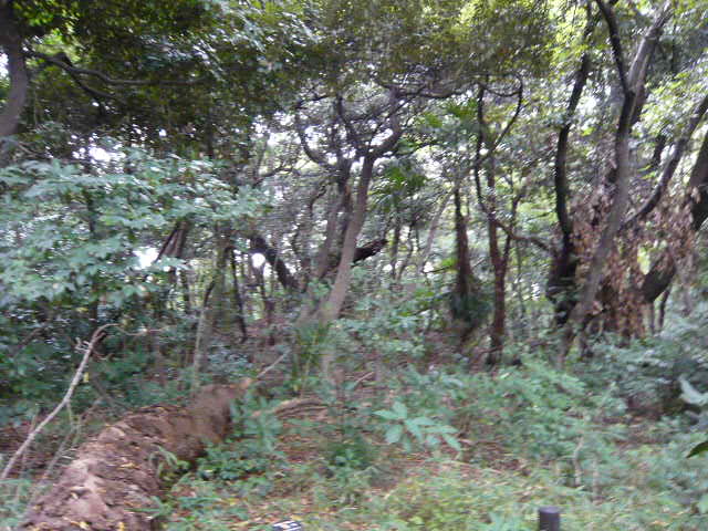 f:id:coroe:20131102123647j:image