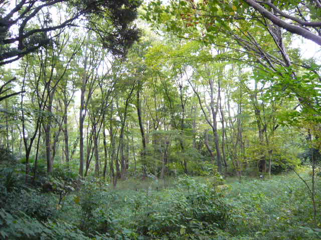 f:id:coroe:20131102123712j:image