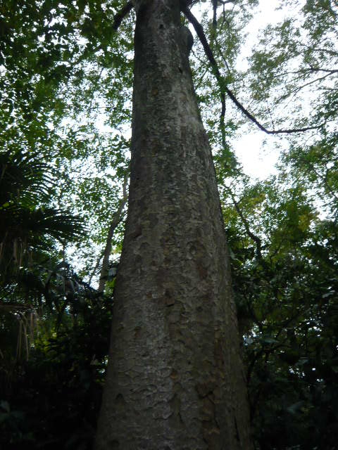 f:id:coroe:20131102124851j:image