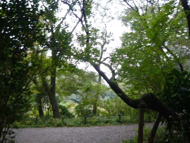 f:id:coroe:20131102125040j:image