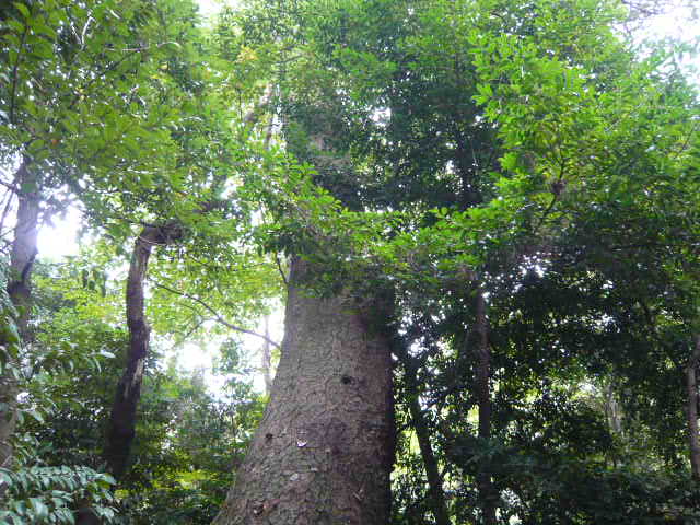 f:id:coroe:20131102125347j:image