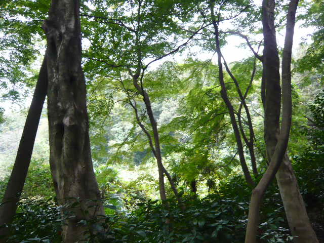 f:id:coroe:20131102125540j:image