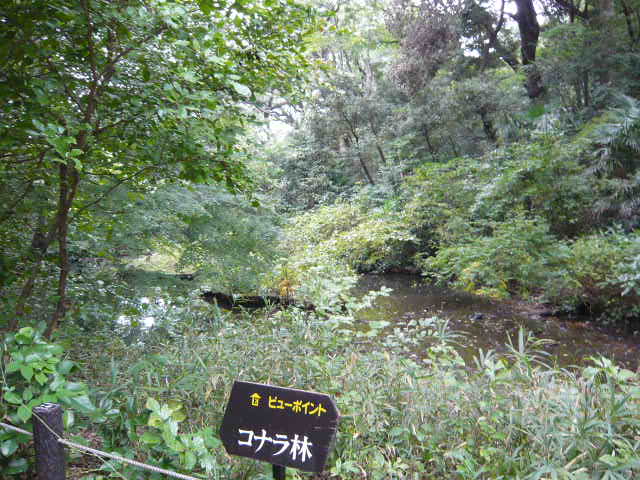 f:id:coroe:20131102125722j:image
