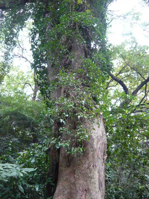 f:id:coroe:20131102125939j:image