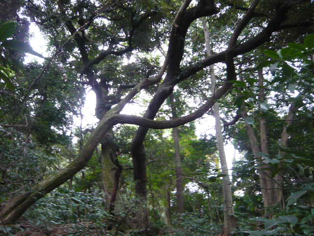 f:id:coroe:20131102130101j:image