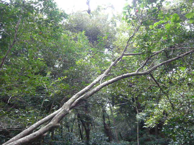 f:id:coroe:20131102130129j:image