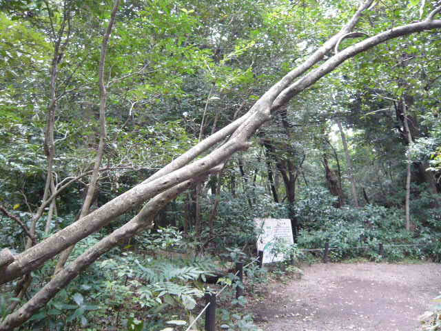 f:id:coroe:20131102130134j:image