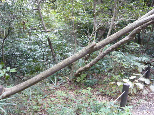 f:id:coroe:20131102130137j:image