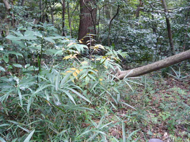 f:id:coroe:20131102130141j:image