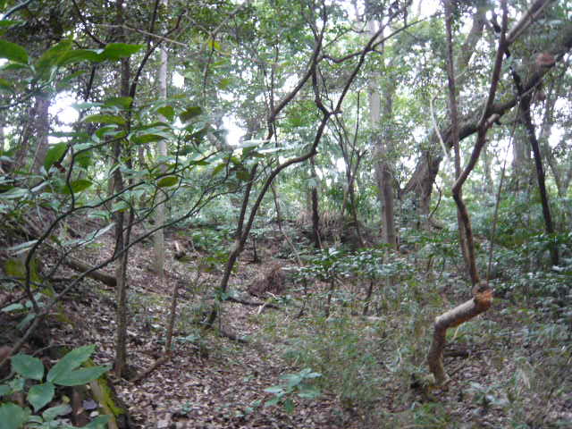 f:id:coroe:20131102130307j:image