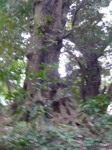 f:id:coroe:20131102130454j:image