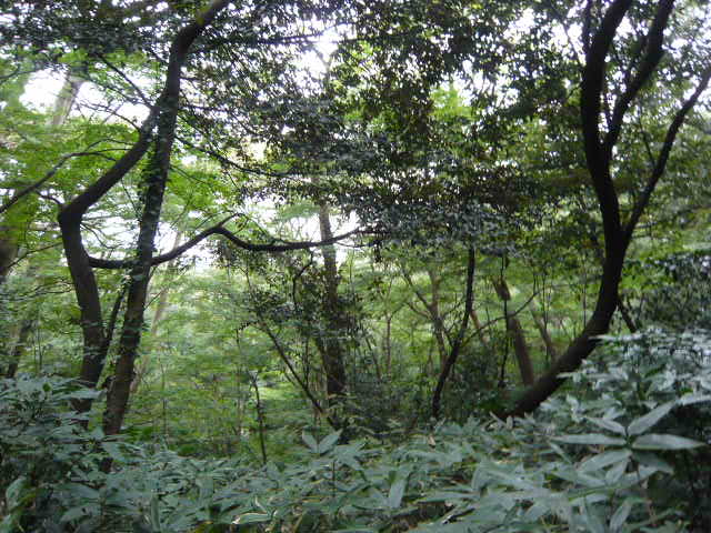f:id:coroe:20131102130723j:image