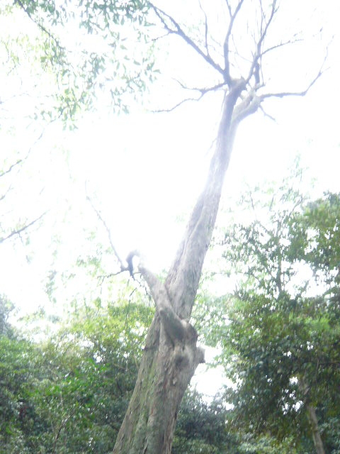f:id:coroe:20131102130841j:image