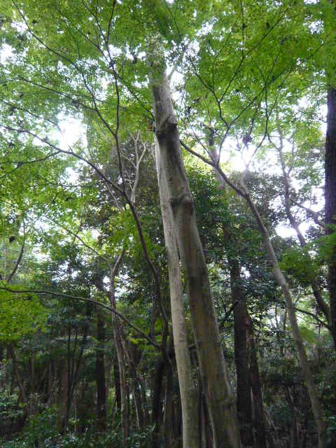 f:id:coroe:20131102131023j:image