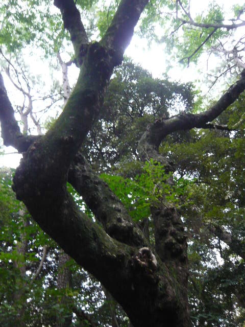 f:id:coroe:20131102131431j:image