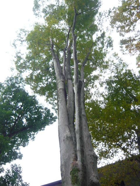 f:id:coroe:20131102131611j:image