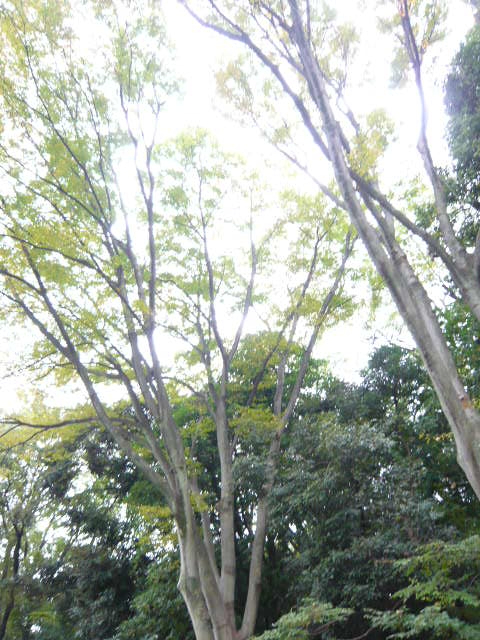 f:id:coroe:20131102131632j:image