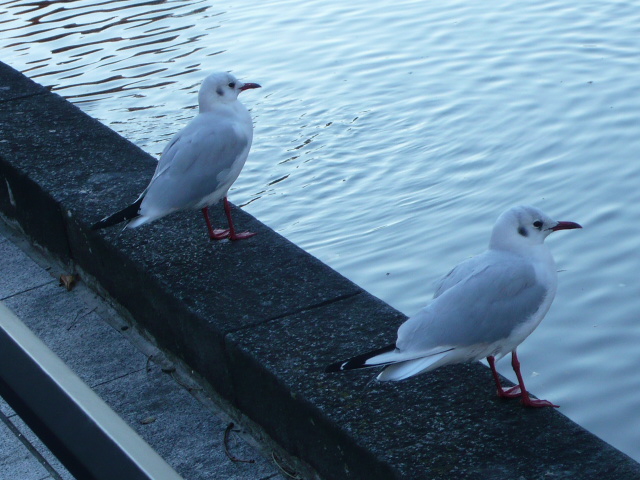 f:id:coroe:20131129111749j:image
