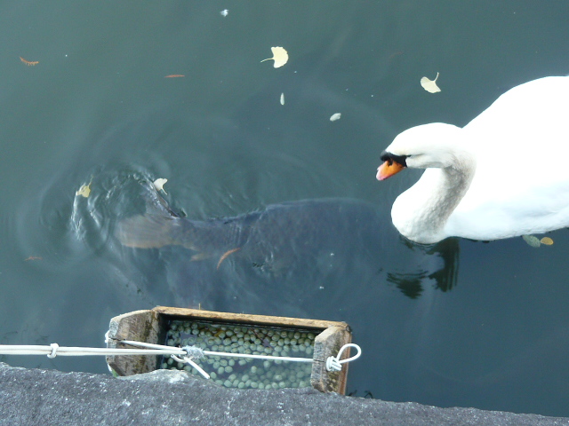 f:id:coroe:20131129111940j:image