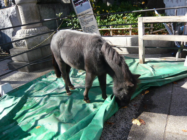 f:id:coroe:20131129123609j:image
