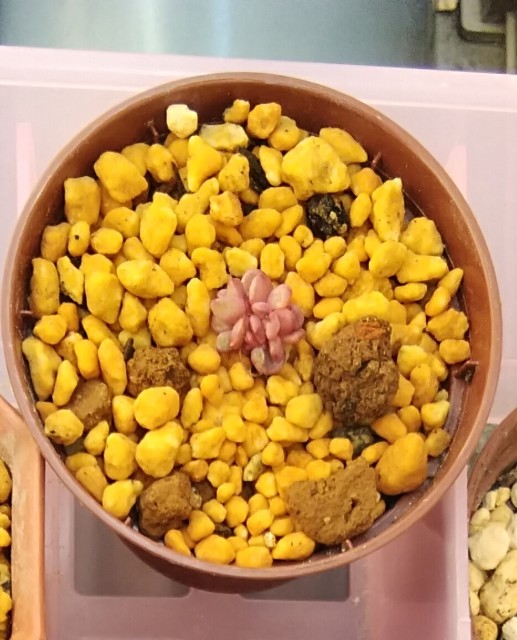 多肉植物 ピンクルビーの葉挿し コロの箱庭