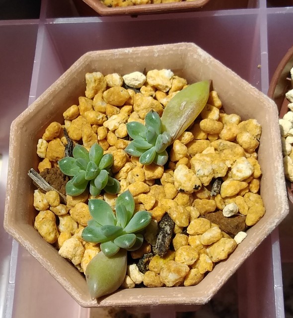 多肉植物 ピンクルビーの葉挿し コロの箱庭