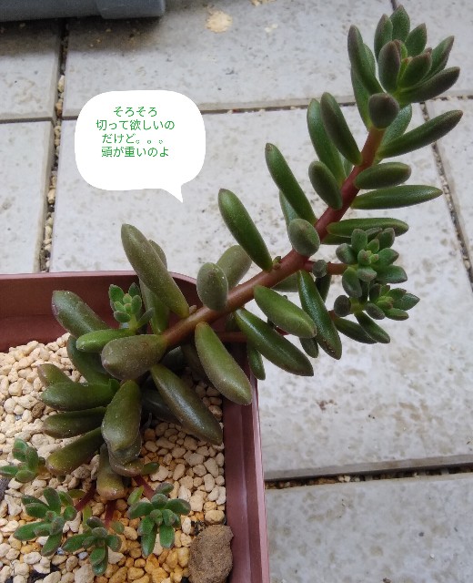 🌵多肉植物❪オレンジドリーム❫のカット✂️と葉挿し🌱🌵 - コロの箱庭