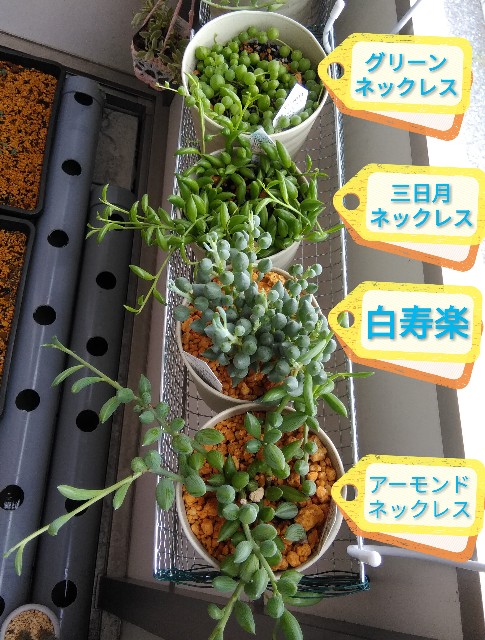 f:id:corohako:20200626135941j:image