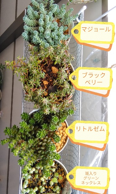 f:id:corohako:20200626140238j:image