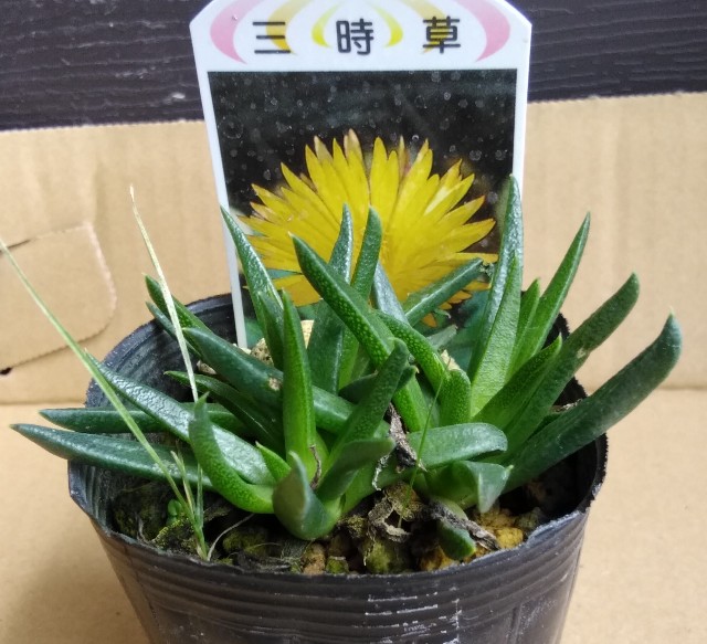 f:id:corohako:20200727120820j:image