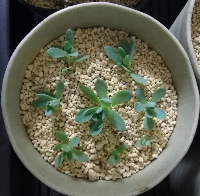 f:id:corohako:20200812202318j:image