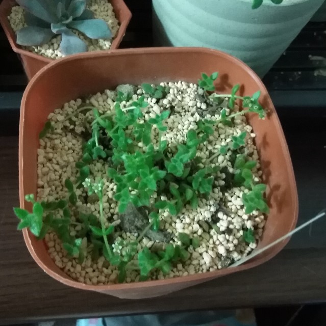 f:id:corohako:20200812202356j:image