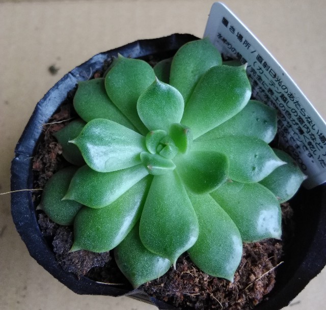 f:id:corohako:20200812202430j:image