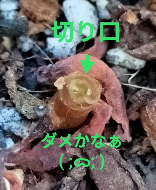 f:id:corohako:20200827194501j:image
