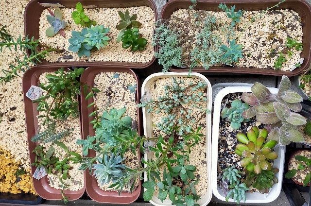 多肉植物 ベランダ多肉さん コロの箱庭